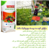 کود20-20-20 سه بیست وپروفرت هلند