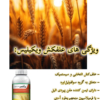 علفکش ویکیلیس
