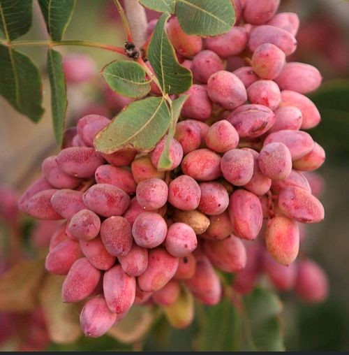 بهترین کودشیمیایی  در شیراز