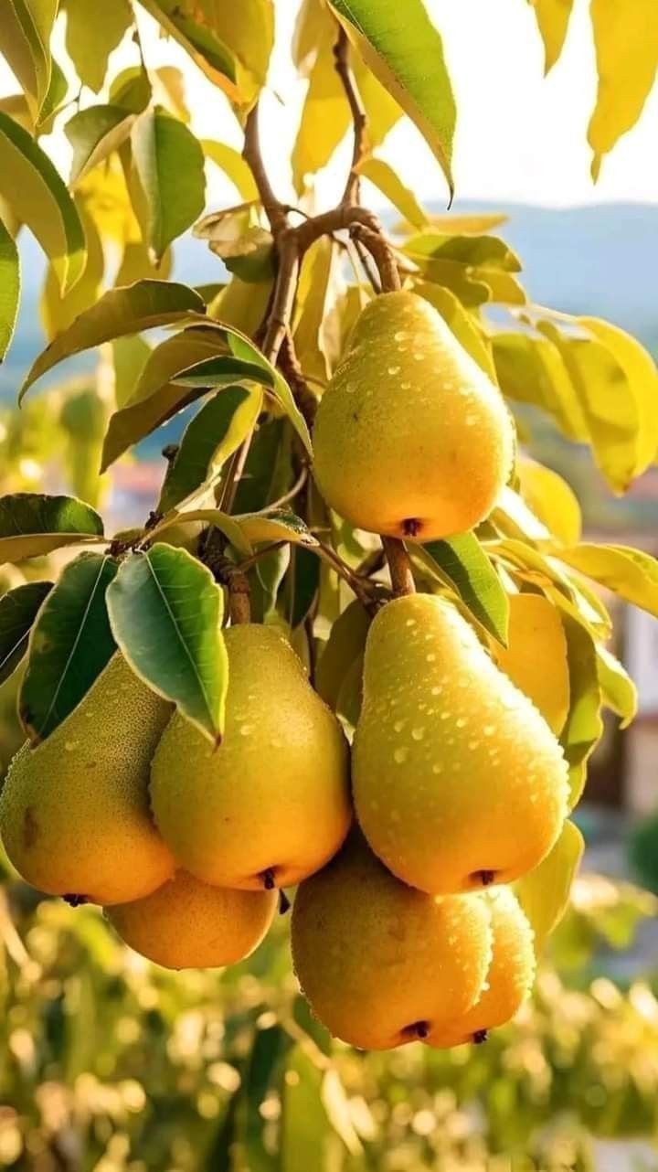 بهترین کودشیمیایی  در شیراز